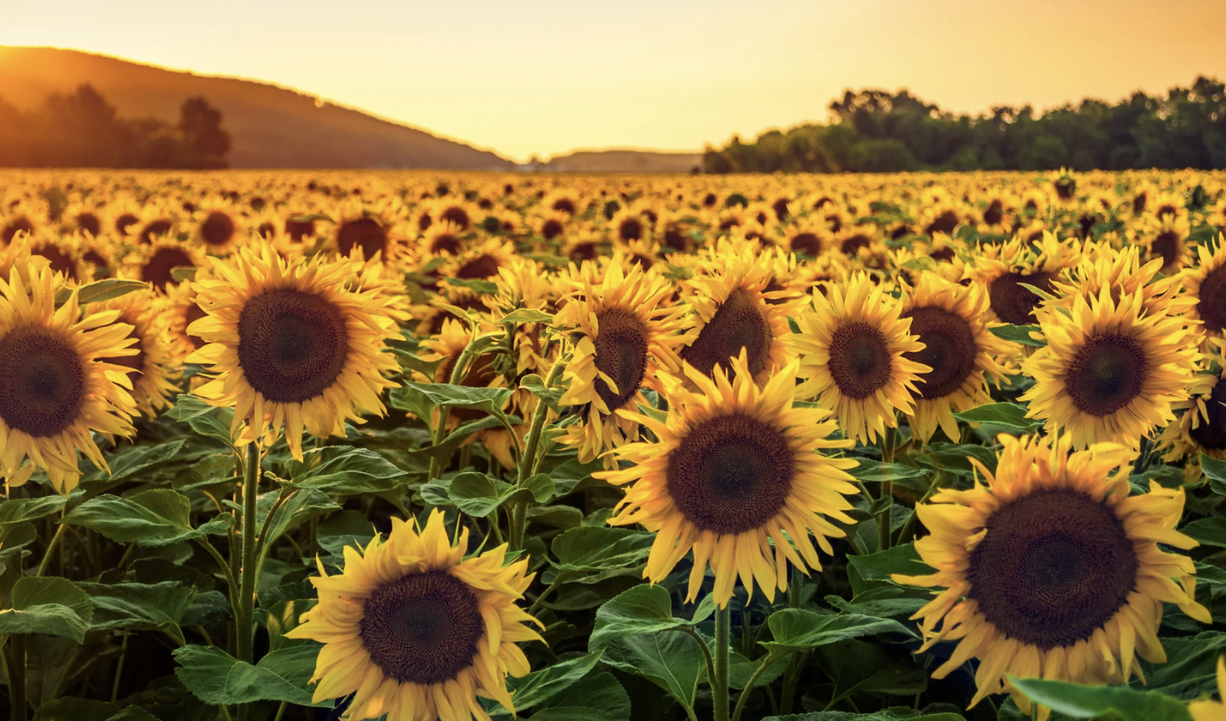 Positive Leadership beginnt bei dir - warum Selbstführung der wahre Anfang ist